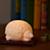 193852_NIghtligt_Woodland_Hedgehog_on