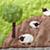 506648_CR_Moo_Detail_06