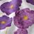 512532_Kid_Poppy_Detail_03