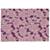 517712_Rug_Padded_Lily_LA