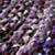 518409_Rug_Ribbon_PU_Detail_10