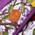 Bedding_Conservatory_Details_15