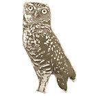 Owl Throw Pillow