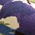 Rug_Floral_Details_03