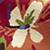 Rug_Floral_Details_04