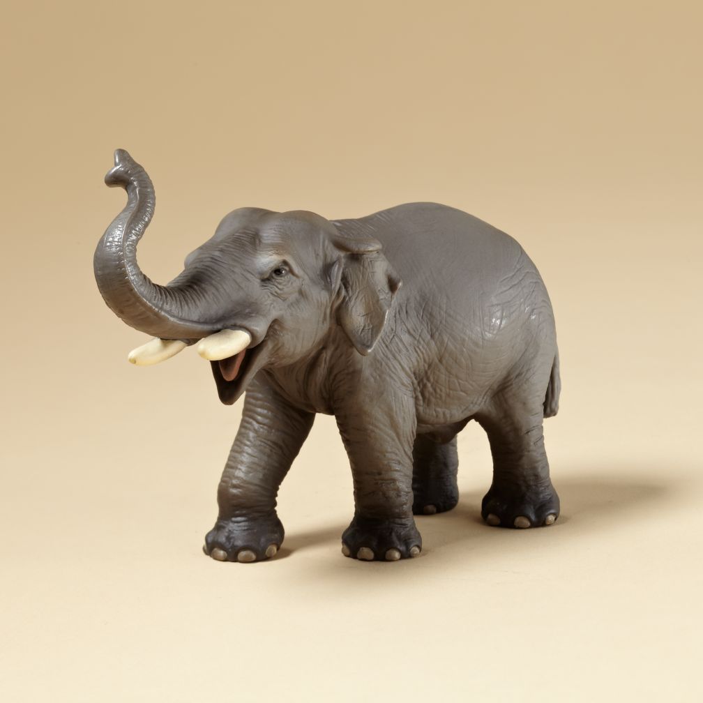 Asian Elephant