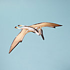 Quetzalcoatlus