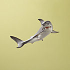 White Shark
