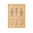 Bare Bones Skeleton Wall Art